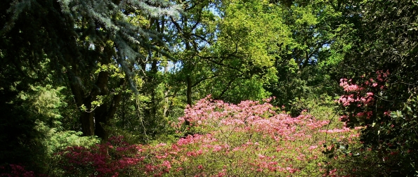 Bois des Moutiers (340) Mai 2012